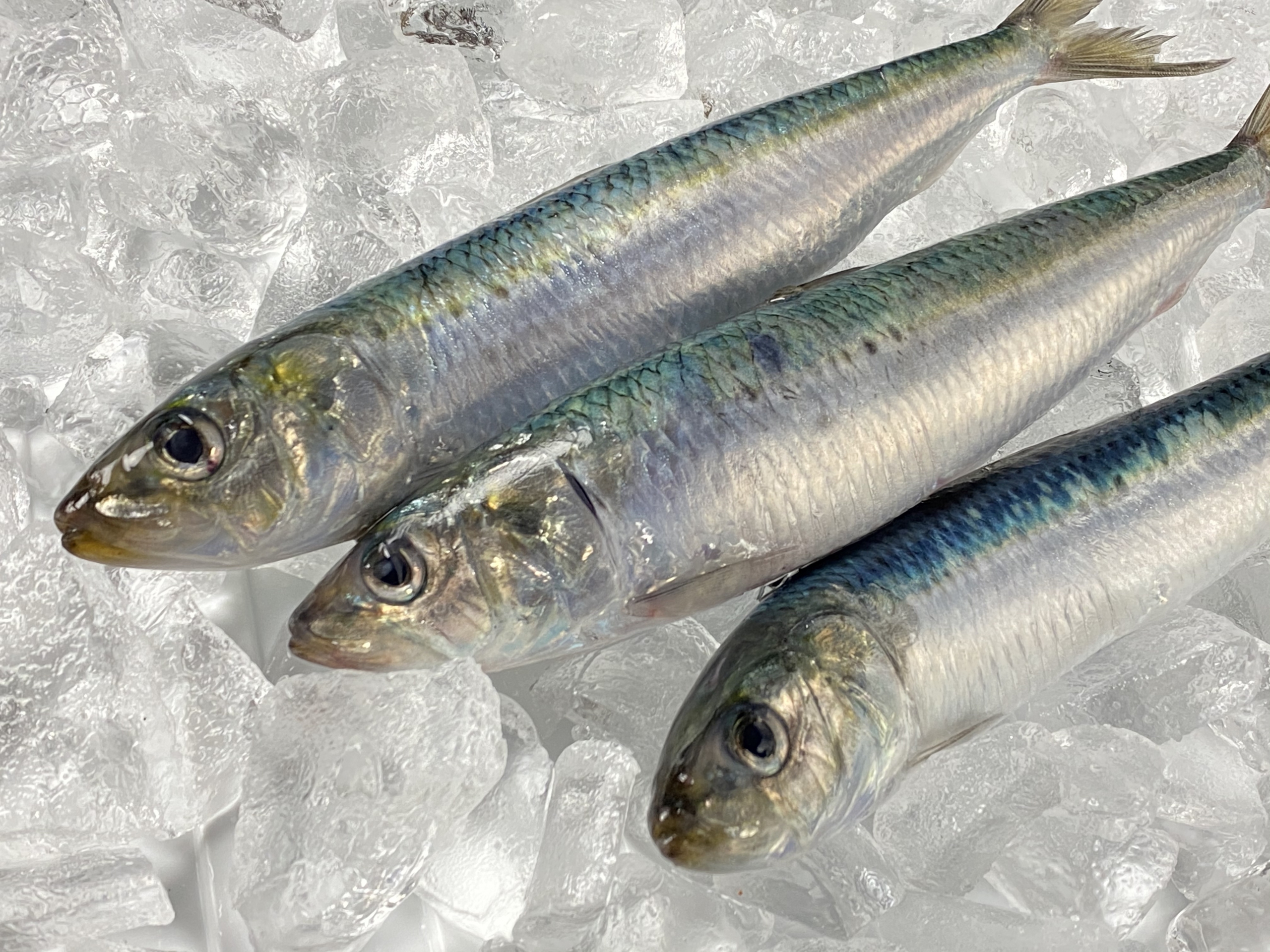 マイワシの紹介 したひら鮮魚店 能登の鮮魚 刺身通販ができる魚屋さん