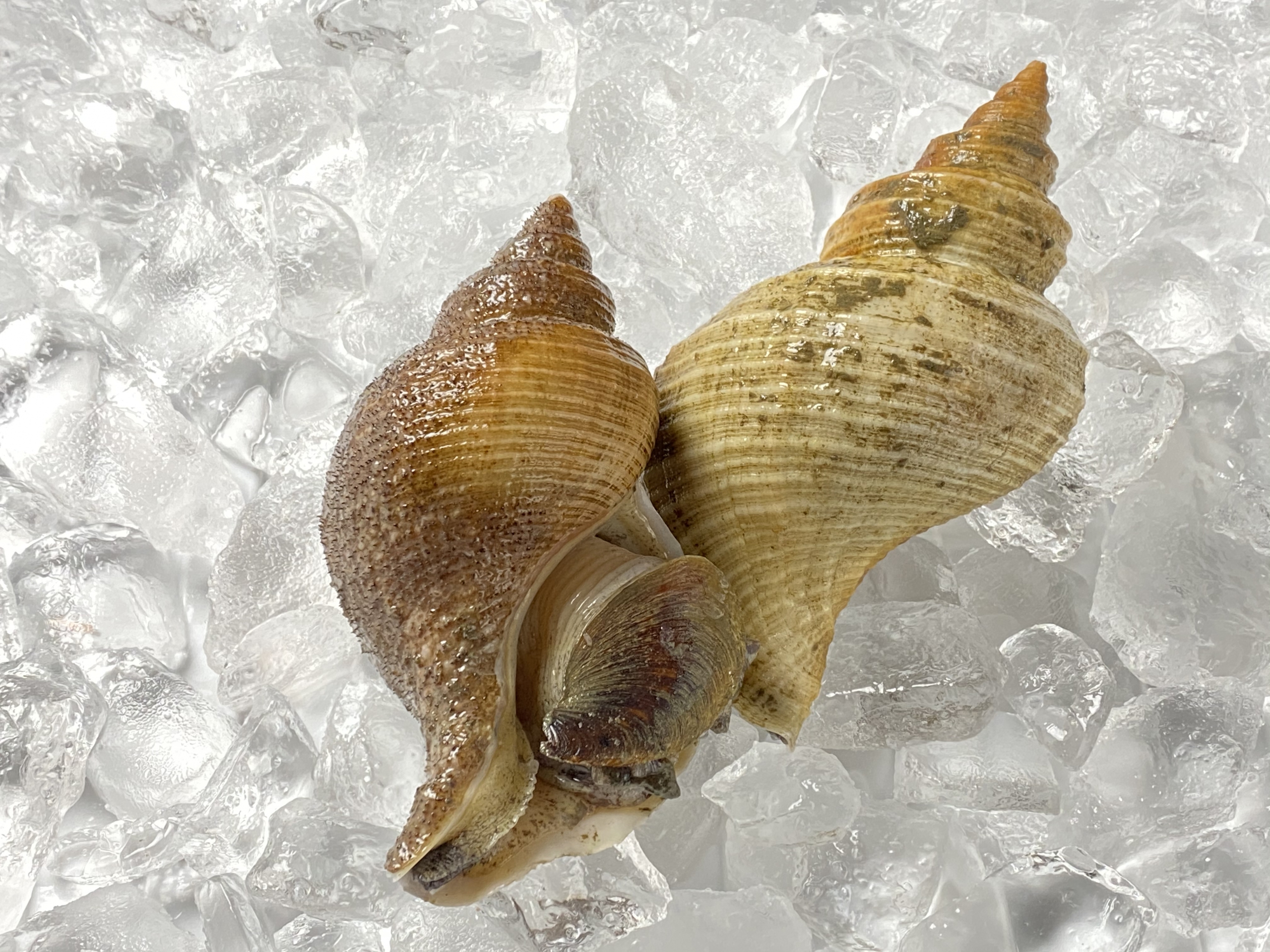 つぶ貝 お刺身や酢の物がおすすめ したひら鮮魚店 能登の鮮魚 刺身通販ができる魚屋さん